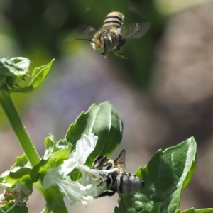 Megachile (Eutricharaea) macularis at O'Connor, ACT - 2 Mar 2019 12:05 PM