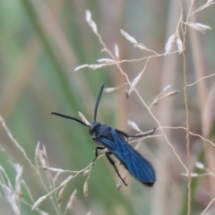Austroscolia soror (Blue Flower Wasp) at Coree, ACT - 4 Mar 2019 by SandraH