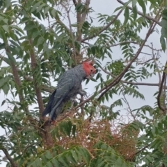 Callocephalon fimbriatum (Gang-gang Cockatoo) at Hughes, ACT - 4 Mar 2019 by Rebreay