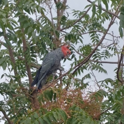 Callocephalon fimbriatum (Gang-gang Cockatoo) at Hughes, ACT - 4 Mar 2019 by Rebreay