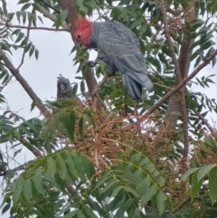 Callocephalon fimbriatum (Gang-gang Cockatoo) at Hughes, ACT - 5 Mar 2019 by Rebreay