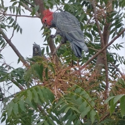 Callocephalon fimbriatum (Gang-gang Cockatoo) at Hughes, ACT - 5 Mar 2019 by Rebreay