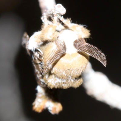 Genduara acedesta (Painted Clear Winged Snout Moth) at Ainslie, ACT - 5 Mar 2019 by jbromilow50