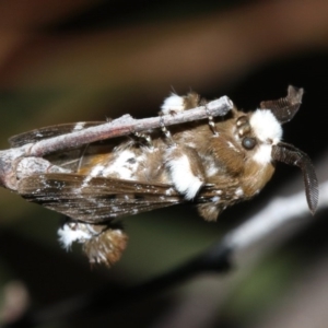 Genduara acedesta at Ainslie, ACT - 5 Mar 2019 09:13 PM