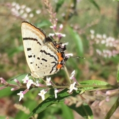 Jalmenus evagoras (Imperial Hairstreak) at Wolumla, NSW - 28 Feb 2019 by PatriciaDaly