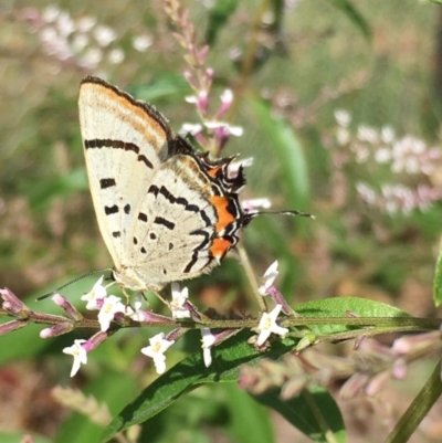 Jalmenus evagoras (Imperial Hairstreak) at Wolumla, NSW - 27 Feb 2019 by PatriciaDaly