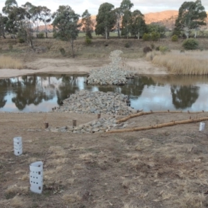 Phragmites australis at Paddys River, ACT - 2 Sep 2018 07:30 PM