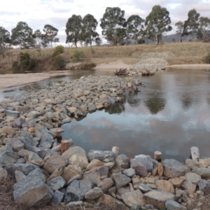 Phragmites australis at Paddys River, ACT - 2 Sep 2018