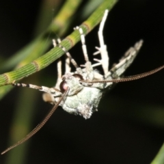 Calathusa sp. (Calathusa sp.) at Guerilla Bay, NSW - 25 Feb 2019 by jbromilow50