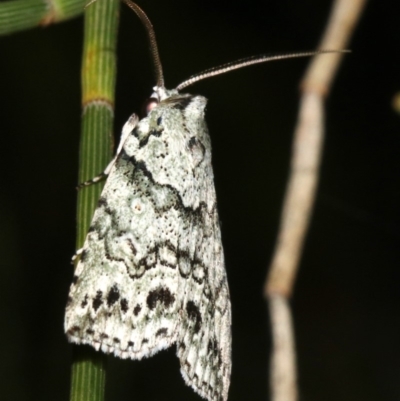 Calathusa hypotherma (Calathusa hypotherma) at Guerilla Bay, NSW - 25 Feb 2019 by jbromilow50