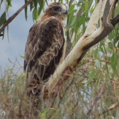 Hieraaetus morphnoides (Little Eagle) at Red Hill, ACT - 4 Mar 2019 by roymcd