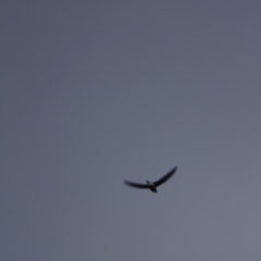 Hirundapus caudacutus (White-throated Needletail) at Garran, ACT - 6 Mar 2019 by roymcd