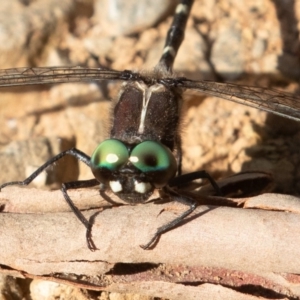 Eusynthemis guttata at Cotter River, ACT - 28 Feb 2019 09:51 AM