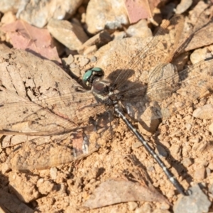 Eusynthemis guttata at Cotter River, ACT - 28 Feb 2019 09:51 AM