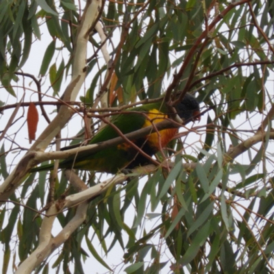 Trichoglossus moluccanus (Rainbow Lorikeet) at Kambah, ACT - 5 Mar 2019 by MatthewFrawley