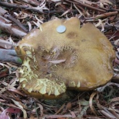 Phlebopus marginatus (Giant Bolete) at Tennent, ACT - 5 Mar 2019 by SandraH