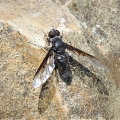 Thraxan sp. (genus) (A bee fly) at Paddys River, ACT - 4 Mar 2019 by JohnBundock