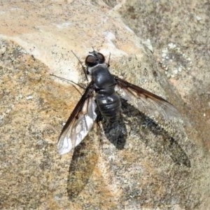 Thraxan sp. (genus) at Paddys River, ACT - 4 Mar 2019 11:09 AM