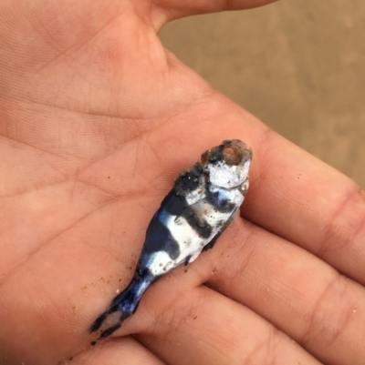 Actinopterygii (class) (Unidentified fish) at Tathra, NSW - 4 Mar 2019 by Loki Lambert