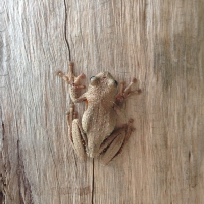 Litoria peronii (Peron's Tree Frog, Emerald Spotted Tree Frog) at Barragga Bay, NSW - 25 Mar 2016 by JackieLambert