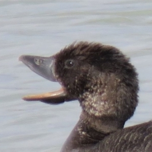 Biziura lobata at Coombs, ACT - 5 Mar 2019