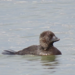 Biziura lobata at Coombs, ACT - 5 Mar 2019