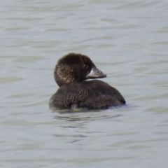 Biziura lobata at Coombs, ACT - 5 Mar 2019