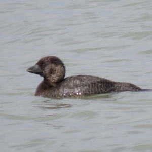 Biziura lobata at Coombs, ACT - 5 Mar 2019