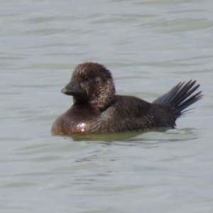 Biziura lobata at Coombs, ACT - 5 Mar 2019