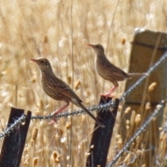 Cincloramphus cruralis (Brown Songlark) at Wallaroo, NSW - 3 Feb 2019 by RodDeb