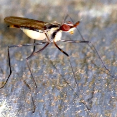 Derocephalus angusticollis (Banana Stalk Fly) at Rosedale, NSW - 28 Feb 2019 by jbromilow50