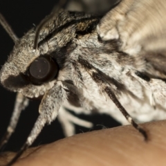 Psilogramma casuarinae at Higgins, ACT - 6 Mar 2019 02:43 PM