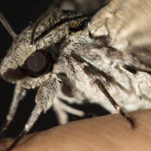 Psilogramma casuarinae at Higgins, ACT - 6 Mar 2019