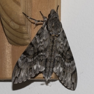 Psilogramma casuarinae at Higgins, ACT - 6 Mar 2019