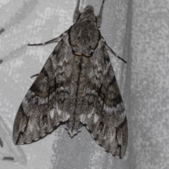 Psilogramma casuarinae at Higgins, ACT - 6 Mar 2019 02:43 PM