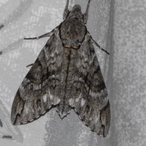 Psilogramma casuarinae at Higgins, ACT - 6 Mar 2019