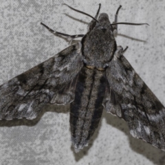 Psilogramma casuarinae at Higgins, ACT - 6 Mar 2019 02:43 PM