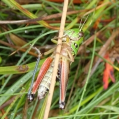 Praxibulus sp. (genus) (A grasshopper) at Tinderry Nature Reserve - 6 Mar 2019 by JanetRussell