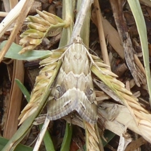 Hellula hydralis at Fyshwick, ACT - 6 Mar 2019 12:39 PM