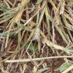 Hellula hydralis at Fyshwick, ACT - 6 Mar 2019 12:39 PM