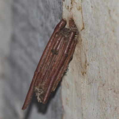 Clania lewinii (Lewin's case moth) at Higgins, ACT - 6 Mar 2019 by Alison Milton