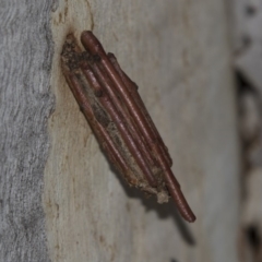 Clania lewinii & similar Casemoths at Higgins, ACT - 6 Mar 2019 04:57 PM