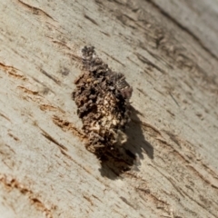 Psychidae (family) IMMATURE at Higgins, ACT - 6 Mar 2019 by AlisonMilton
