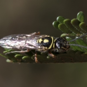 Tiphiidae (family) at Higgins, ACT - 6 Mar 2019 03:40 PM