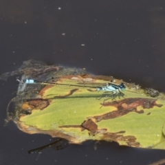 Ischnura heterosticta (Common Bluetail Damselfly) at Mulligans Flat - 3 Mar 2019 by Alison Milton