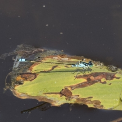 Ischnura heterosticta (Common Bluetail Damselfly) at Amaroo, ACT - 4 Mar 2019 by AlisonMilton