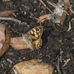 Geitoneura klugii (Marbled Xenica) at Acton, ACT - 19 Feb 2019 by AlisonMilton