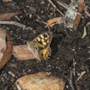 Geitoneura klugii at Acton, ACT - 19 Feb 2019