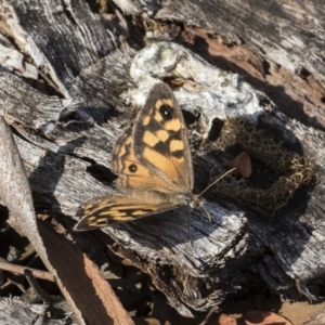 Geitoneura klugii at Acton, ACT - 19 Feb 2019