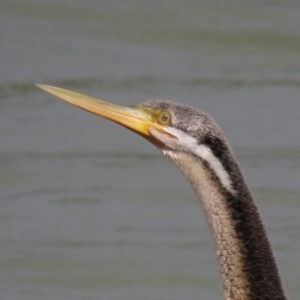 Anhinga novaehollandiae at Coombs, ACT - 5 Mar 2019